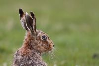 Brown Hare 1